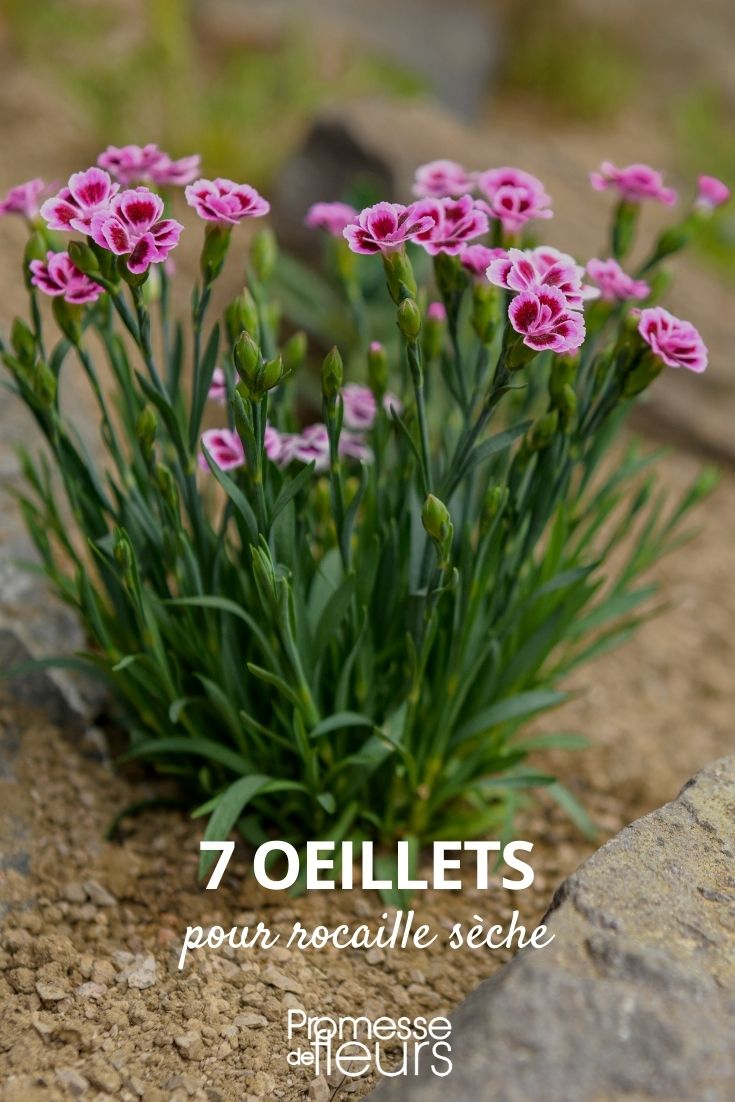 eyes for dry rock garden