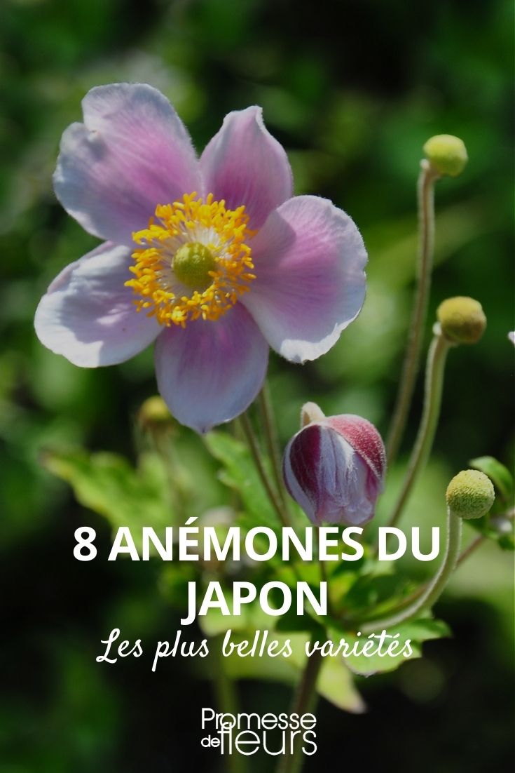 8 Japanese anemones