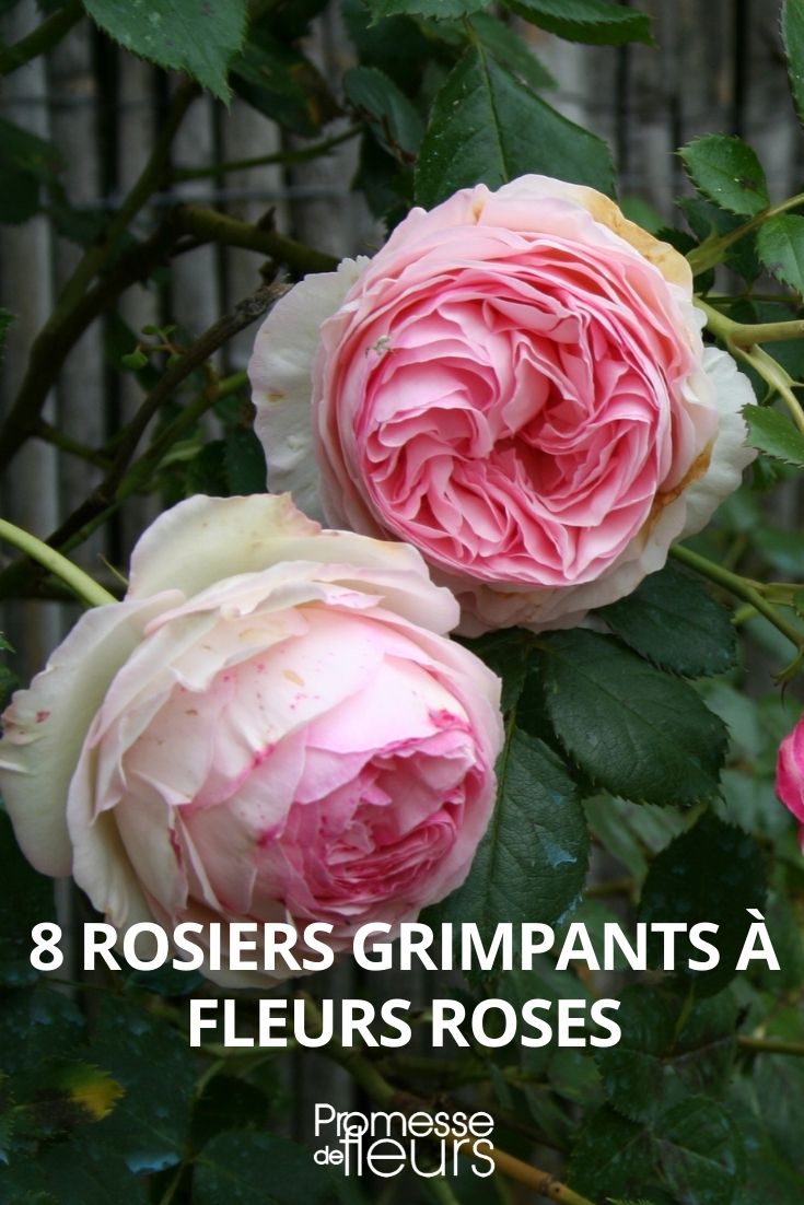 8 climbing rose bushes with pink flowers