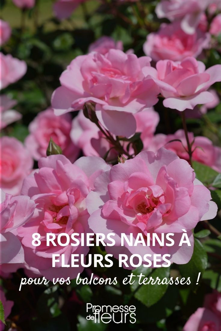 8 dwarf rose bushes with pink flowers