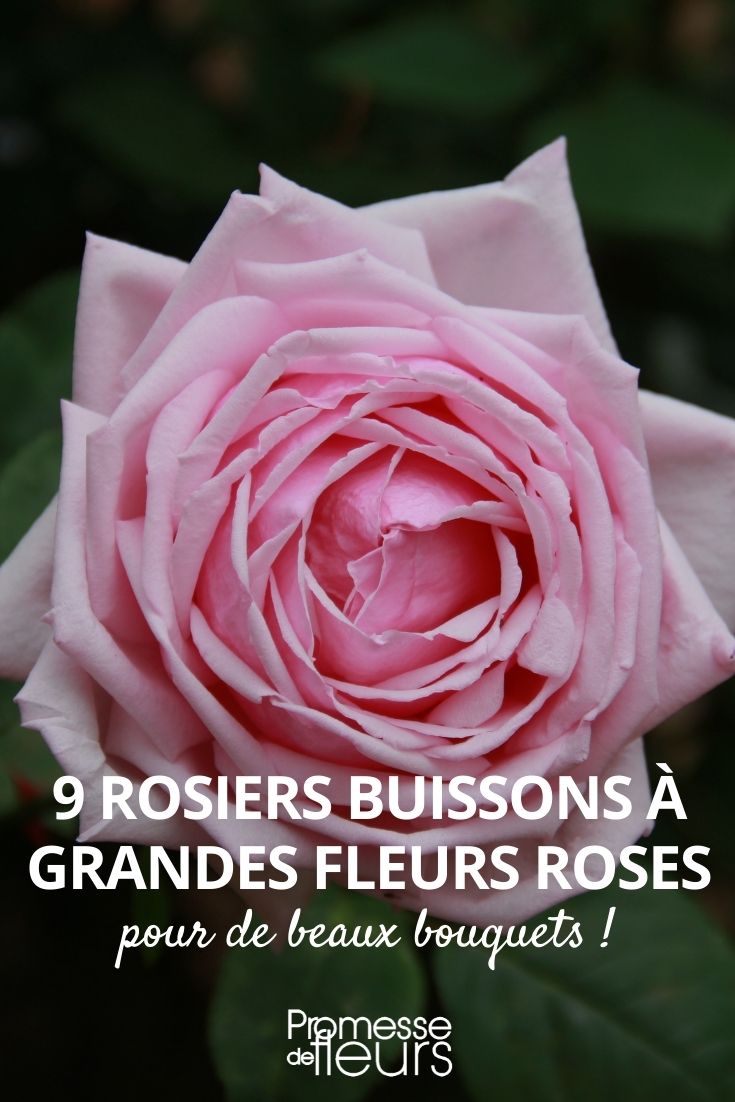 9 bush roses with large pink flowers