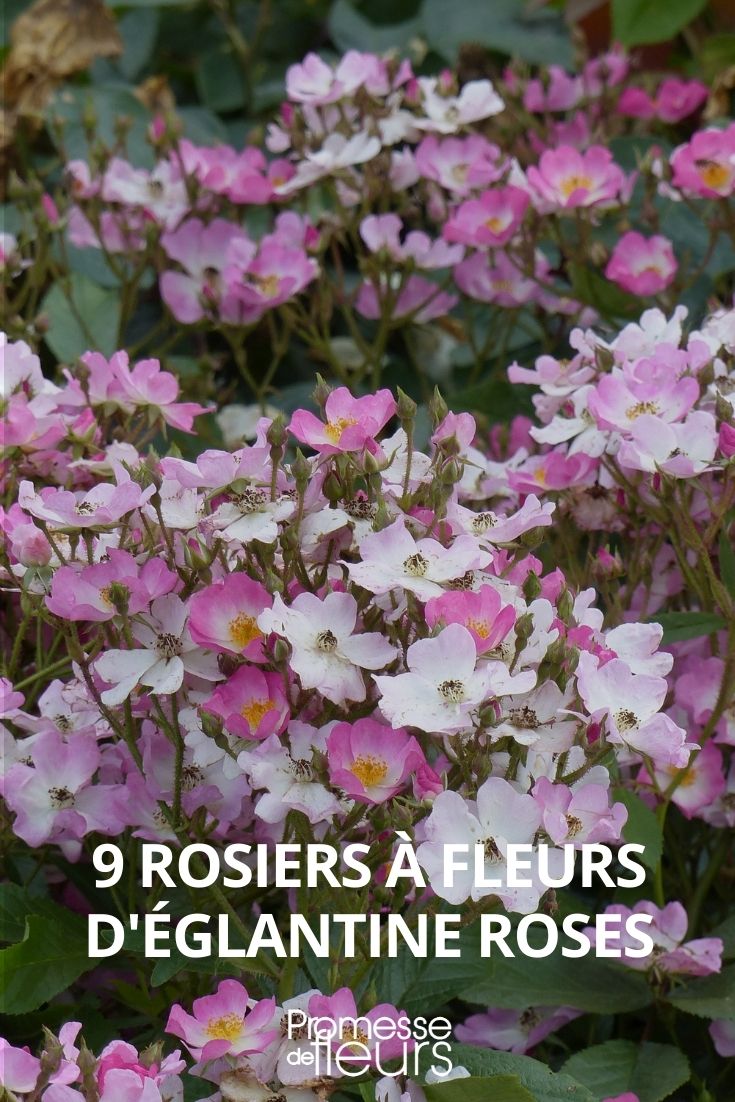 9 rose bushes with eglantine flowers