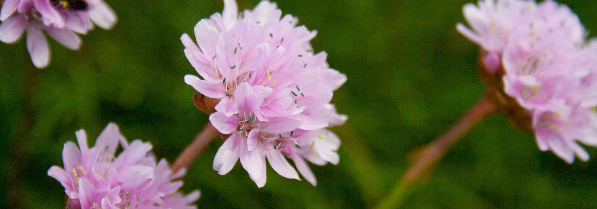 Armeria: 6 lovely pairing ideas
