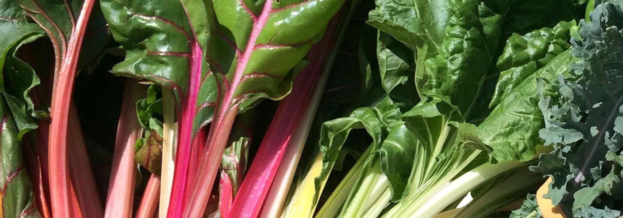 Chard: 6 over-ripe varieties to discover
