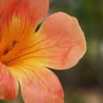 How to take a cutting from a trumpet vine?