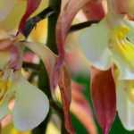 Calanthe: planting and growing