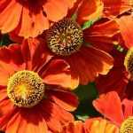 Choosing Heleniums