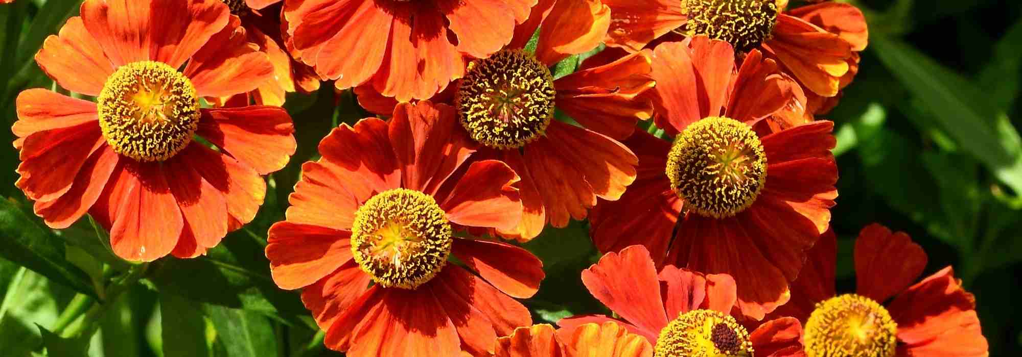 Choosing Heleniums