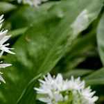 How to store wild garlic and use it?