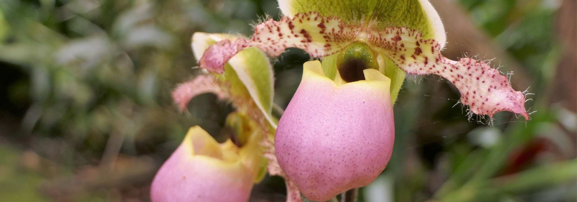 Cypripedium - Venus slipper: planting and growing