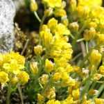 Draba: planting, growing, and care