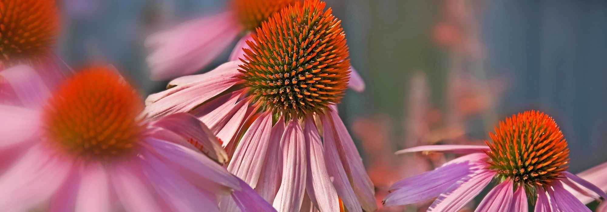 The most beautiful echinaceas