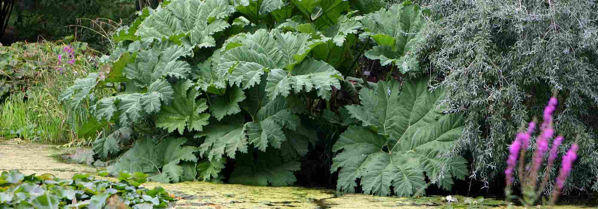 Pairing ideas with Gunnera
