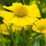 9 Heleniums: the most beautiful varieties
