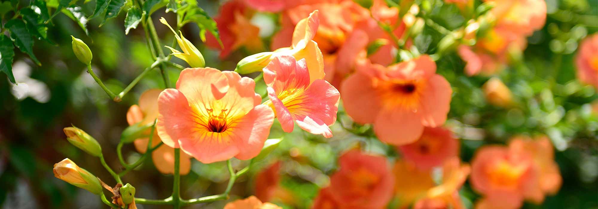 5 Trumpet vines: The most beautiful varieties