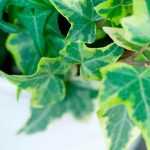 How to grow ivy in a pot?