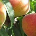 Peach: planting, pruning, and harvesting its fruits