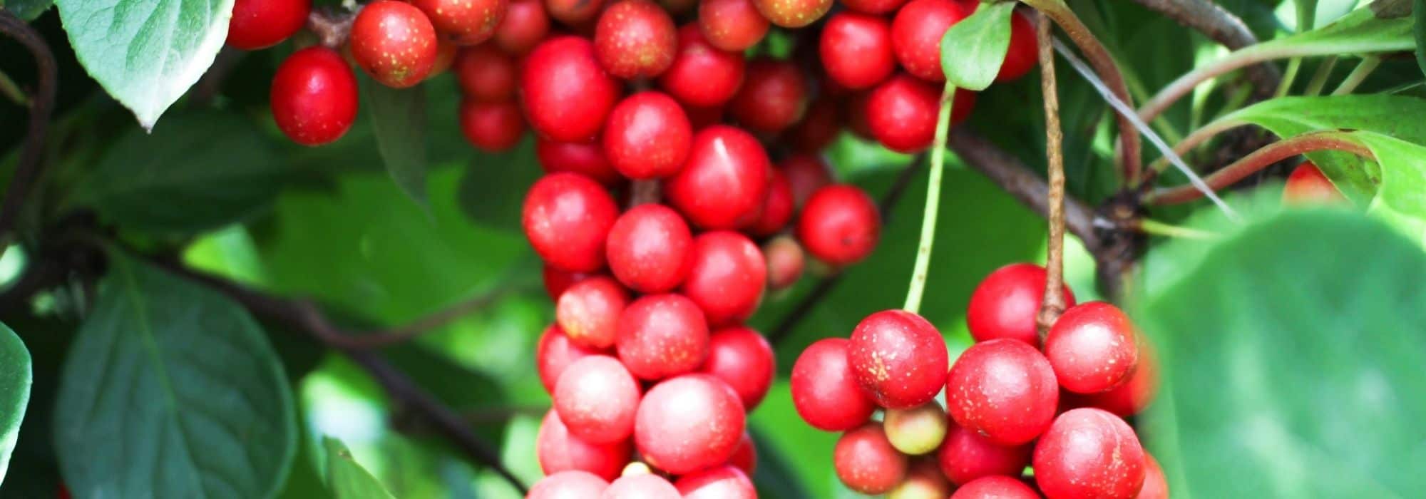 Drying schisandra berries