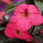 Achimenes: planting, caring for
