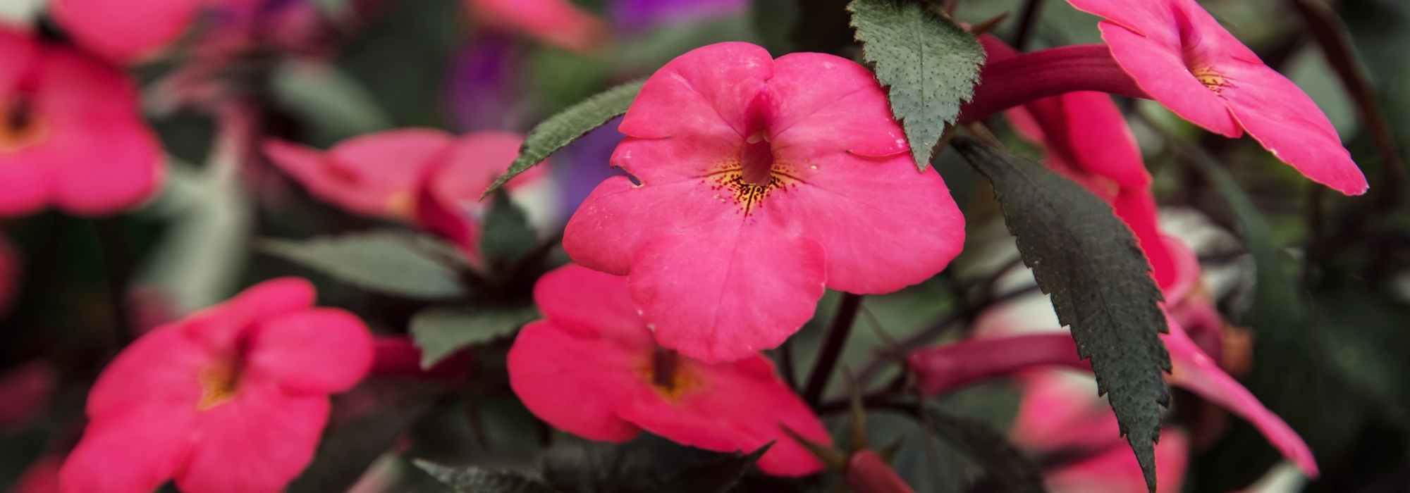 Achimenes: planting, caring for