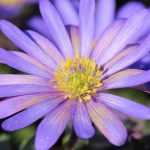 Growing Anemone blanda in pots