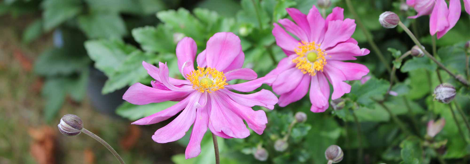 Japanese Anemones: 5 double-flowered varieties