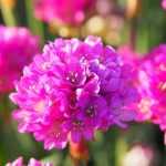 How to grow Armeria in a pot?