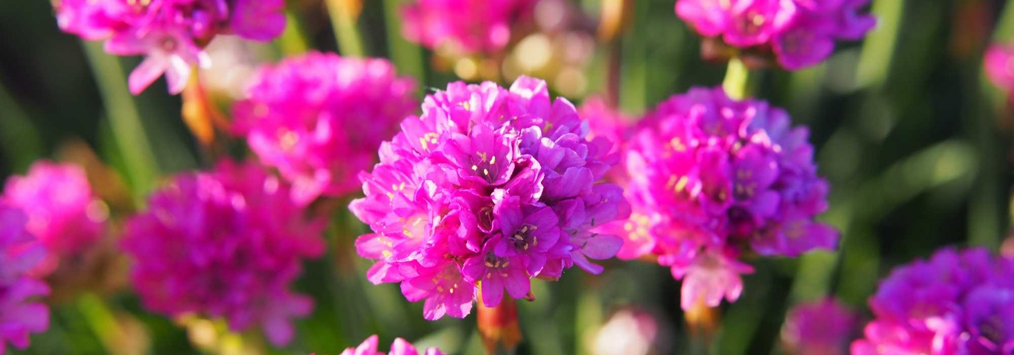 How to grow Armeria in a pot?