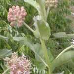 Growing milkweed in pots