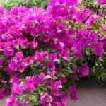 Bougainvillea: 5 pairing ideas