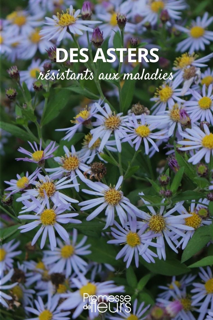 disease-resistant asters