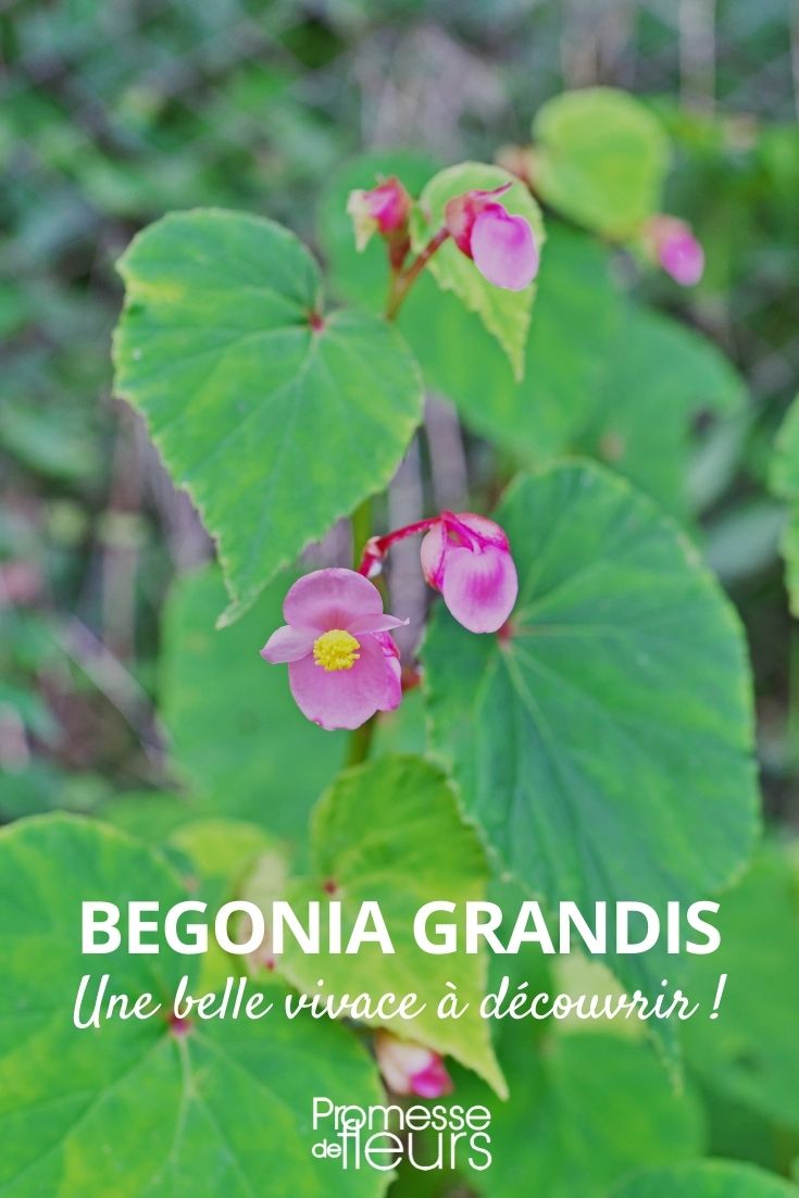 Begonia grandis evansiana