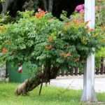 How to prune a trumpet vine into a tree shape?