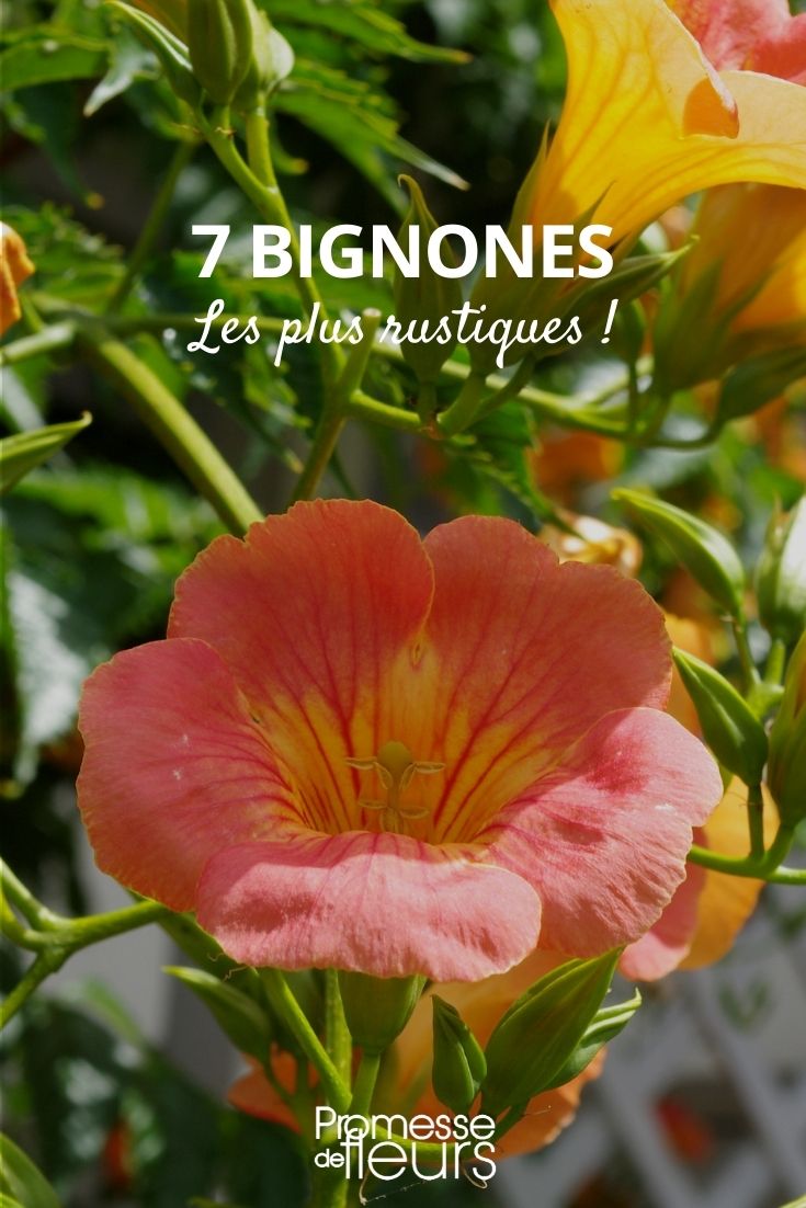 Hardiest Trumpet Vines