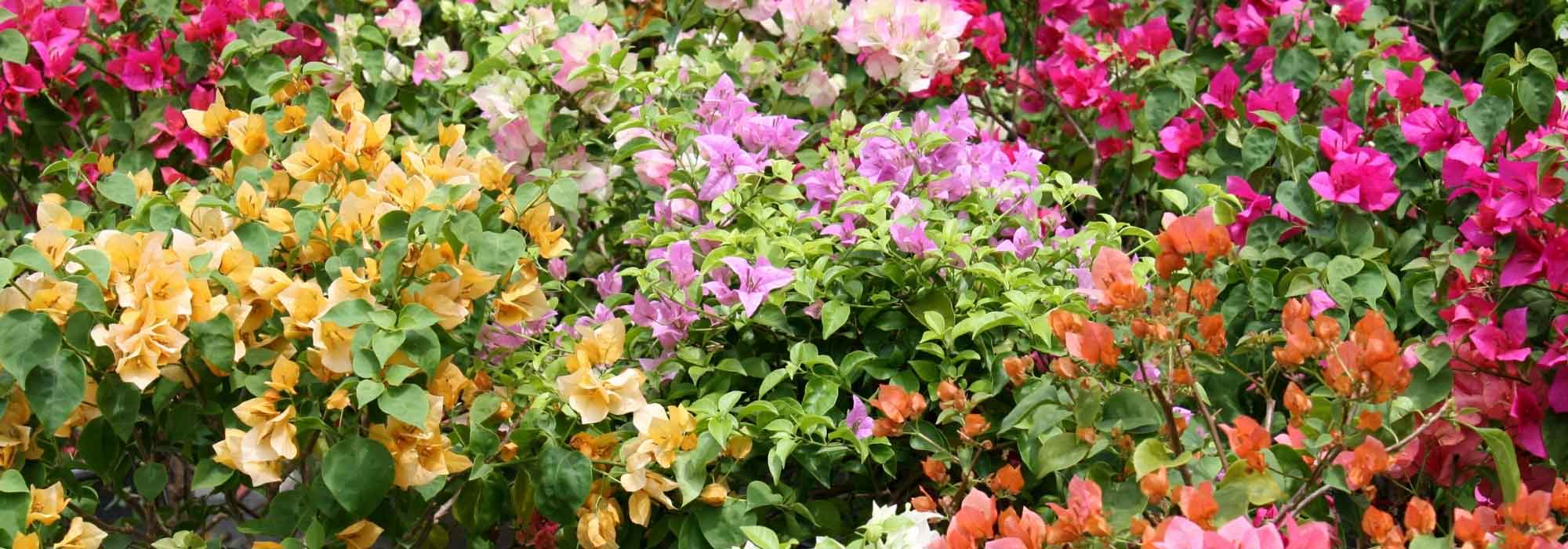Bougainvilleas: the most beautiful varieties