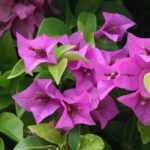 When and how to prune Bougainvillea?
