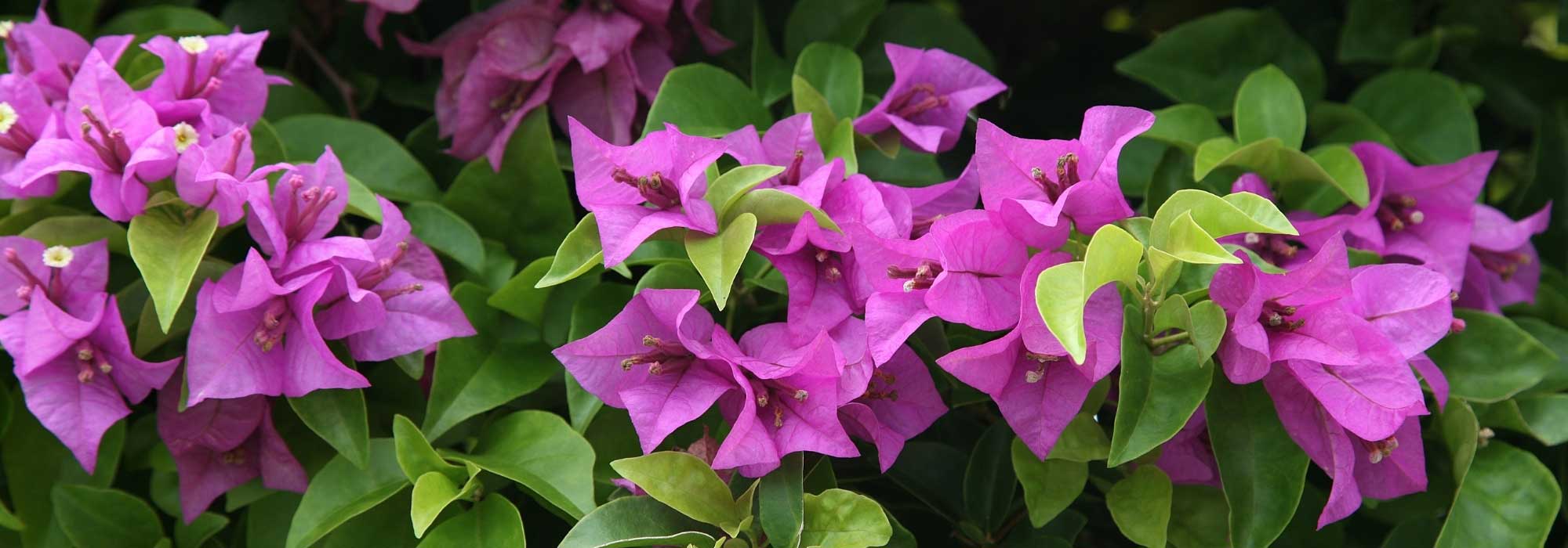 When and how to prune Bougainvillea?