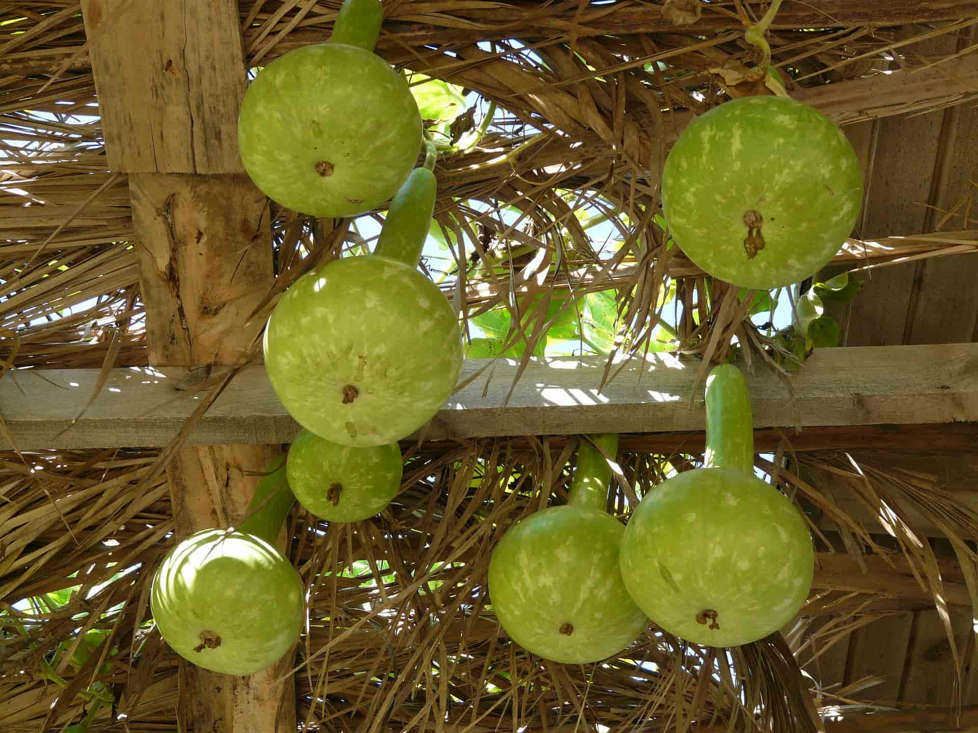 Gourd or calabash: sowing, cultivation and harvest