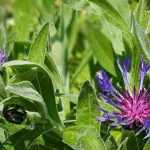 Centaureas, cornflowers: how to choose them well?