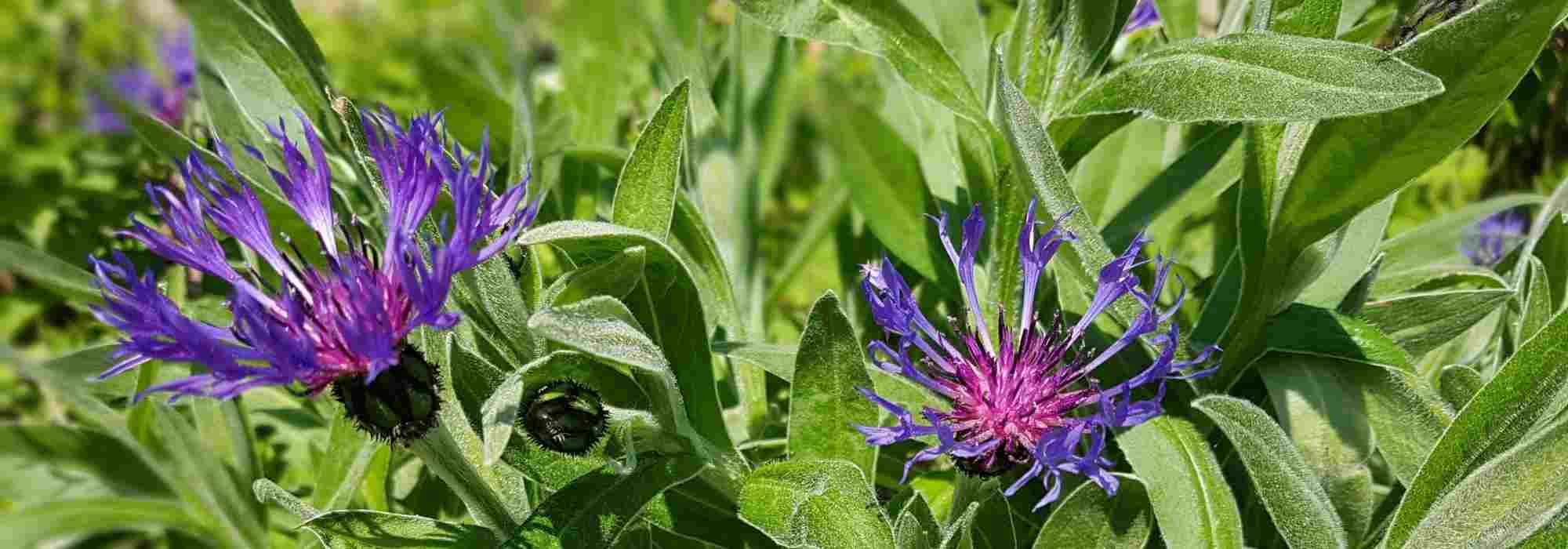 Centaureas, cornflowers: how to choose them well?
