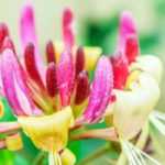 Honeysuckle: the reliable choices