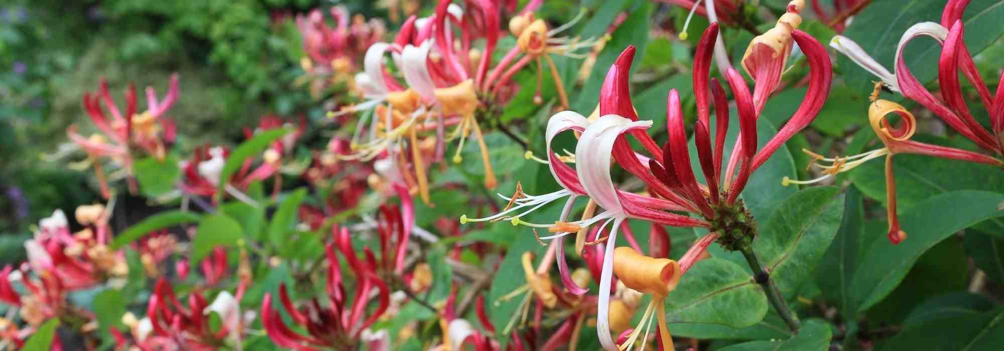 Choosing a Honeysuckle