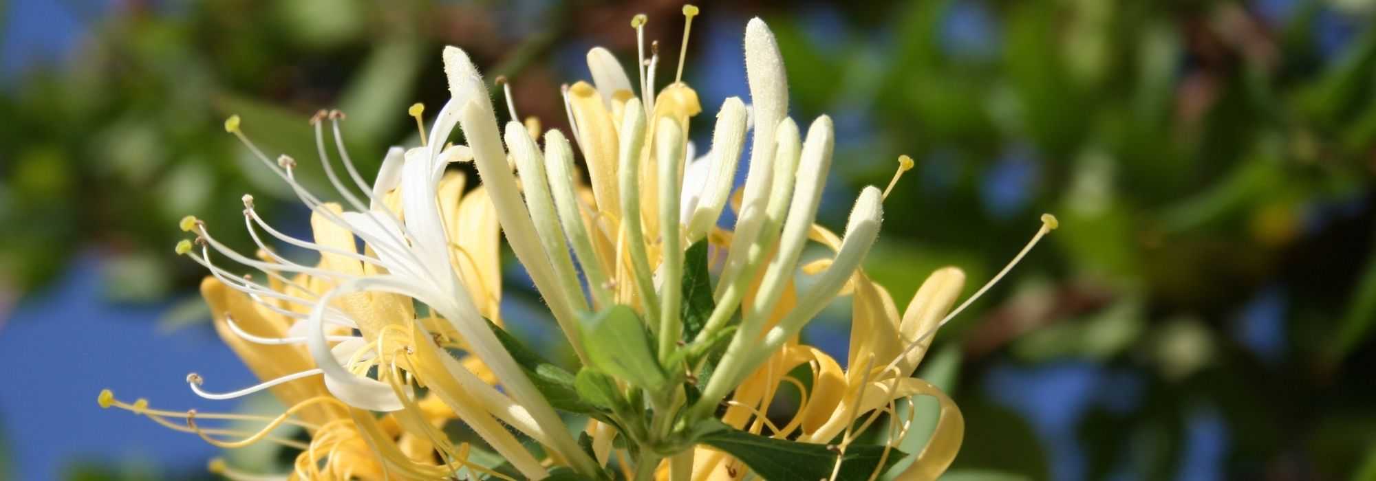 Honeysuckle: 7 pairing ideas