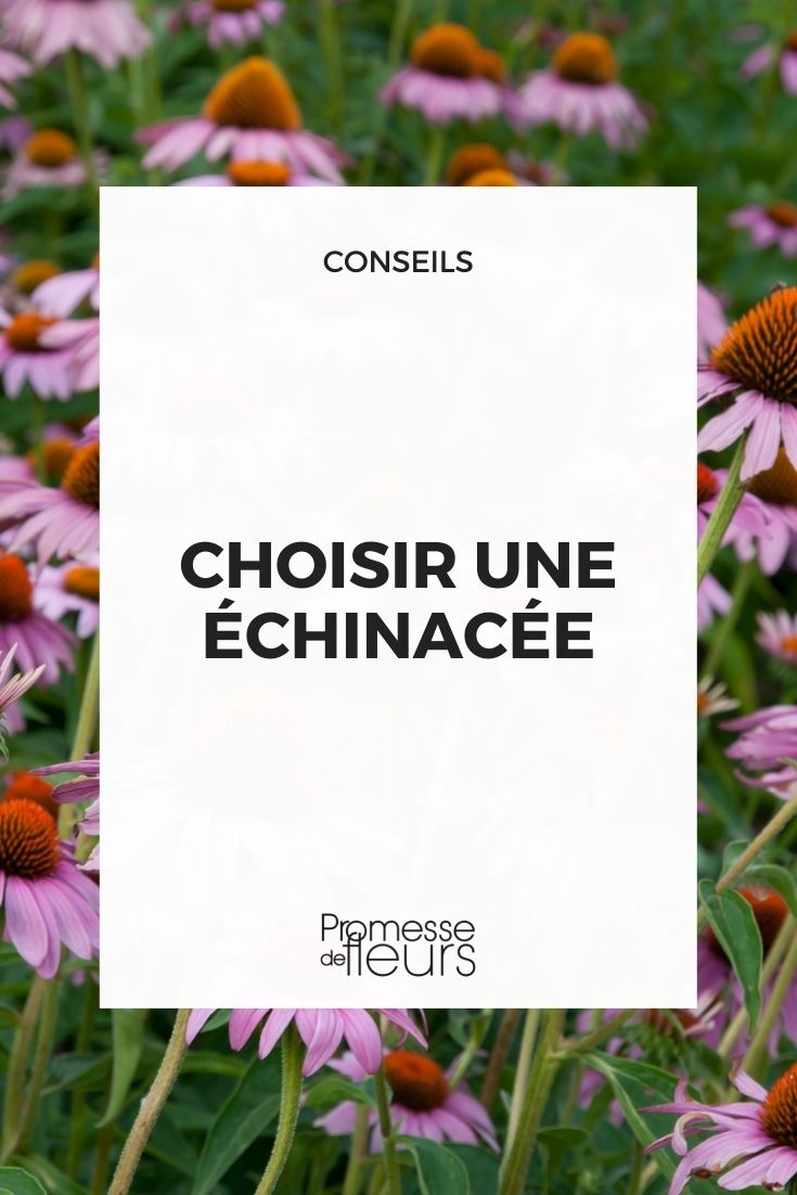 Choosing Echinacea