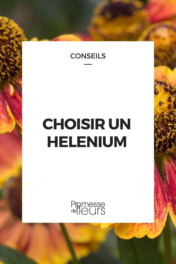 Choose Helenium