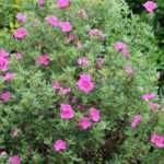 Cistus: beautiful pairing ideas
