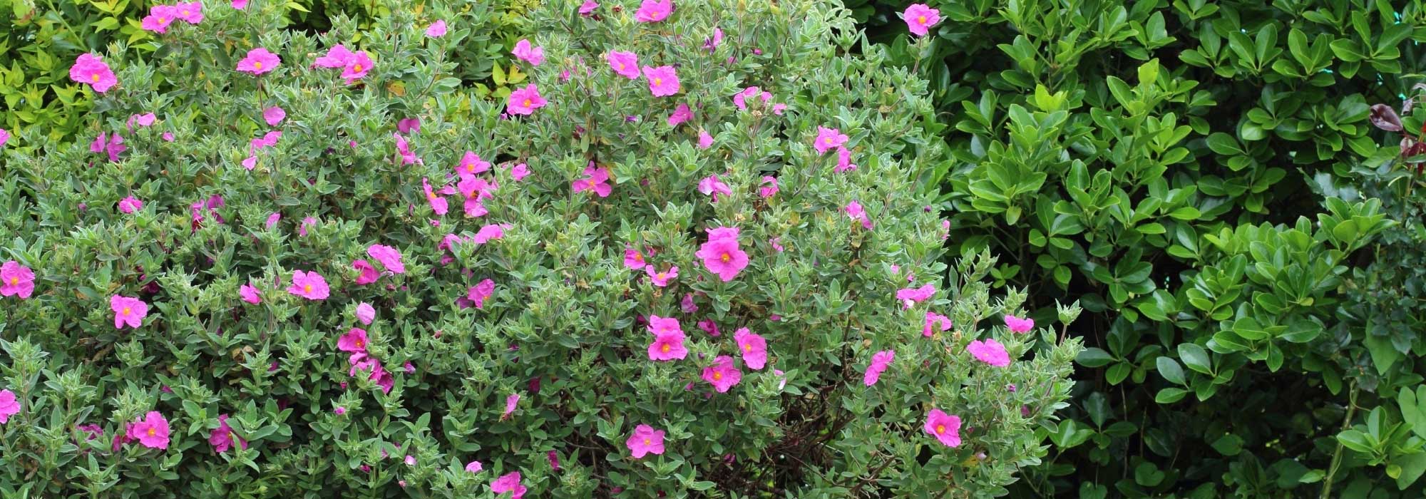Cistus: beautiful pairing ideas