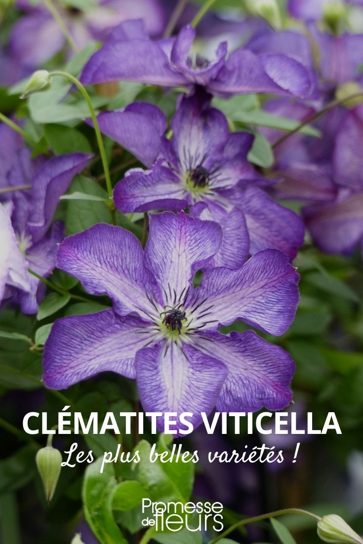 Clematis viticella