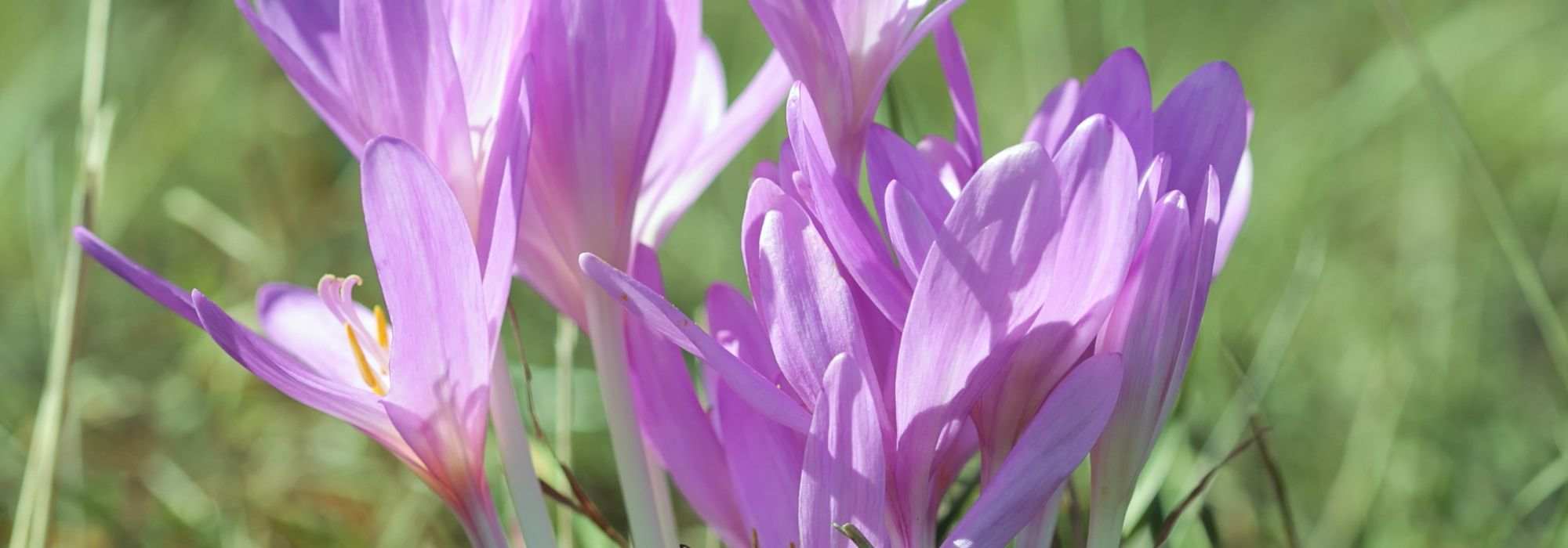How to combine colchicums?