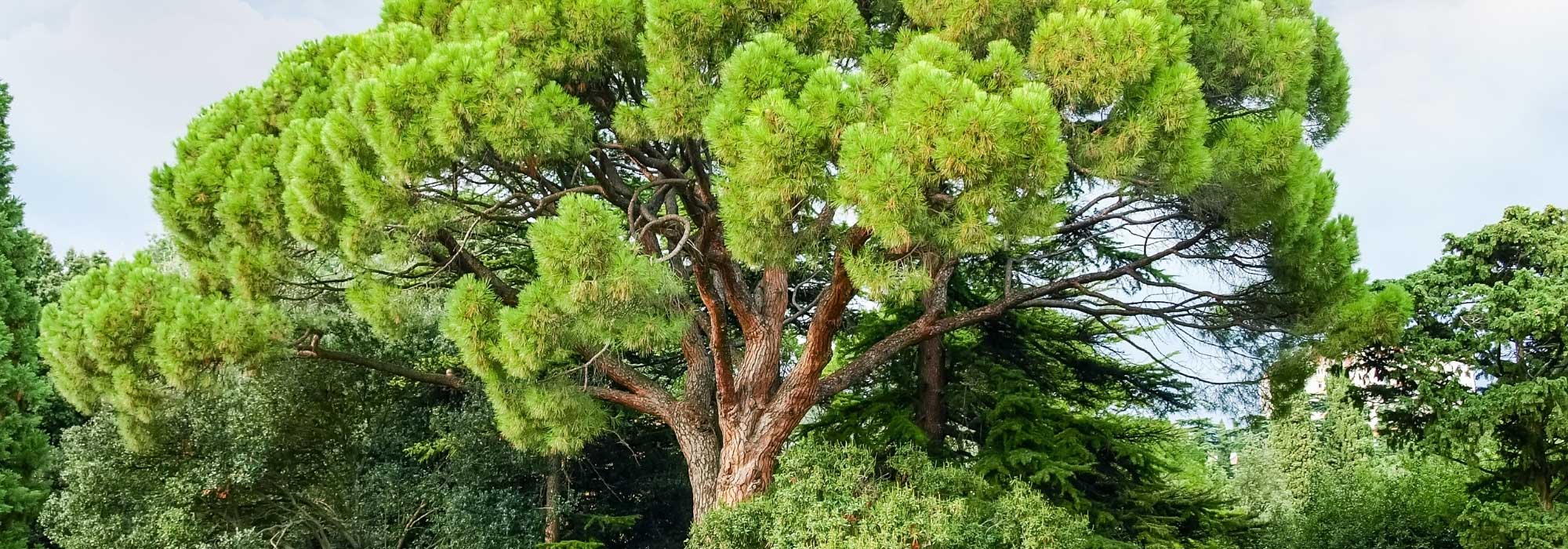 7 conifers for a Mediterranean garden